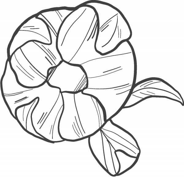 Peony coloring page image