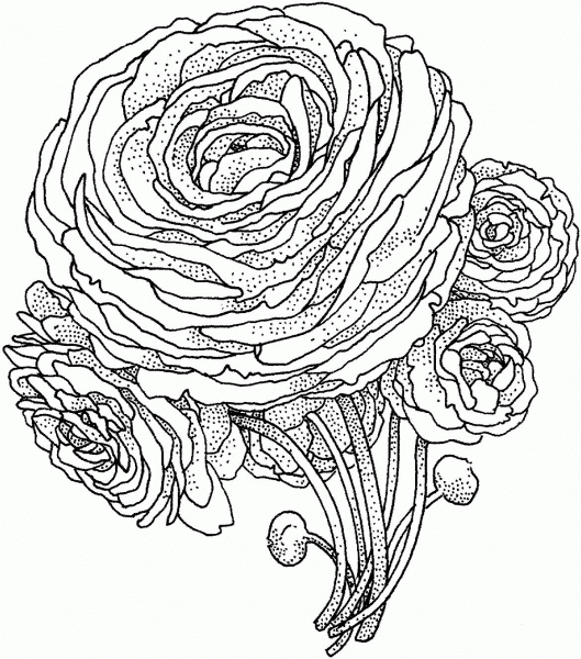 Peony Flower coloring page image