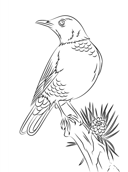Perched American Robin coloring page image