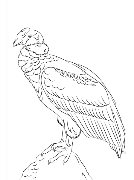 Perched Andean Condor coloring page image