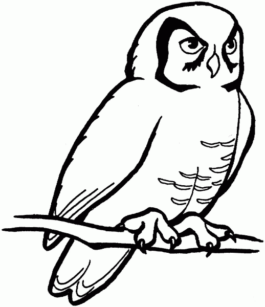 Perched Barn Owl coloring page image
