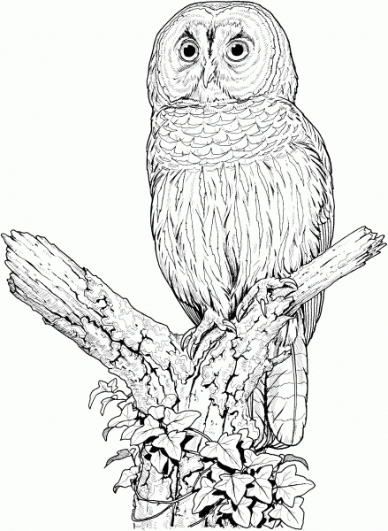Perched Barred Owl coloring page image