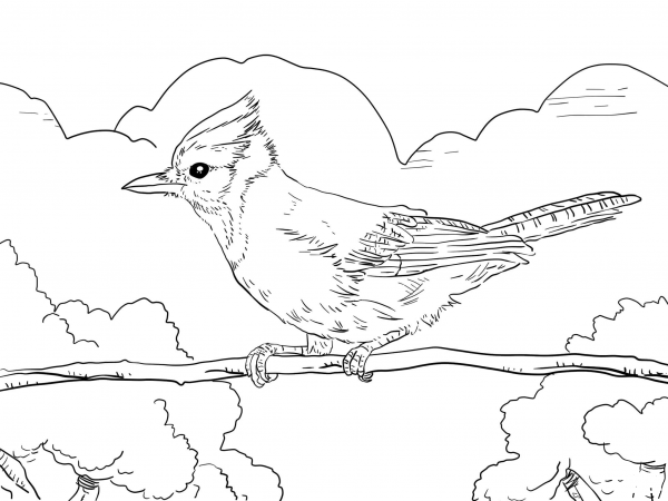 Perched Blue Jay coloring page image