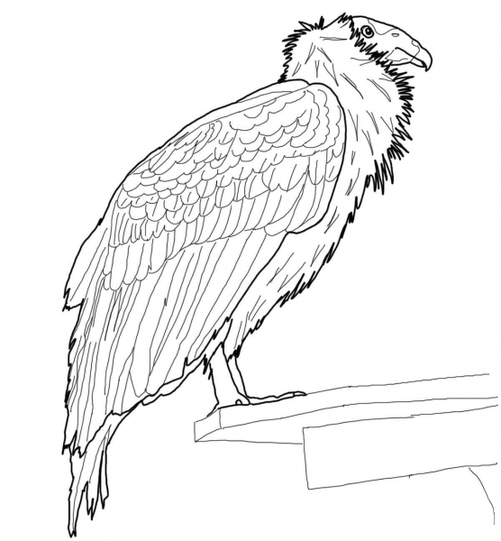 Perched California Condor coloring page image