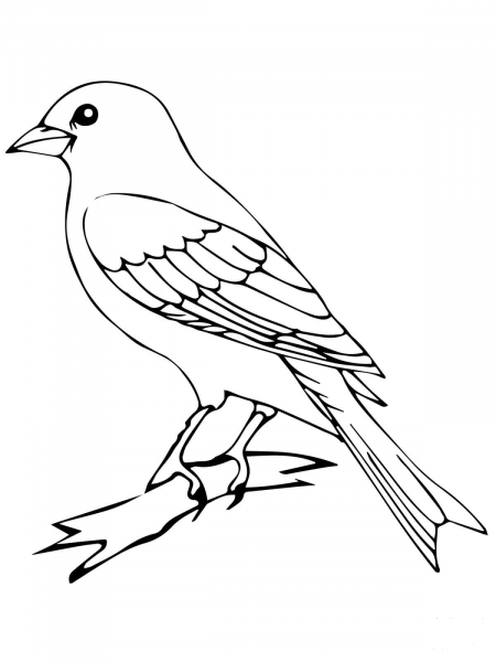 Perched Canary Bird coloring page image