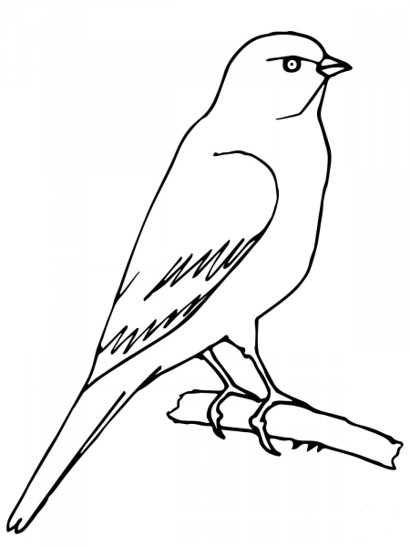 Perched Canary coloring page image