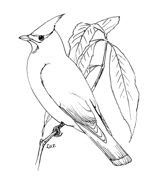 Perched Cedar Waxwing coloring page image