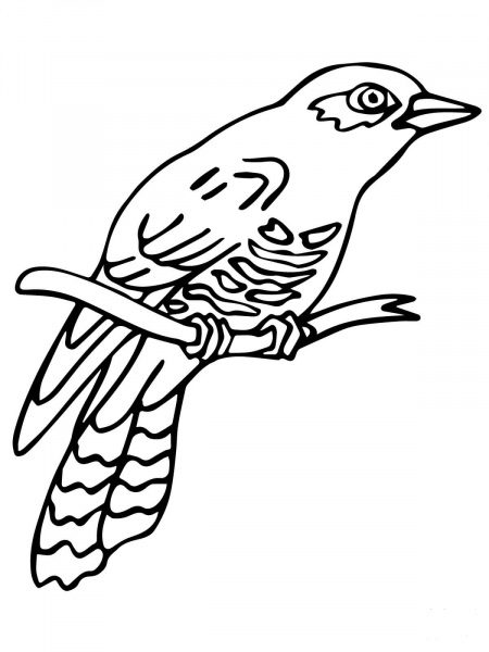 Perched Common Cuckoo coloring page image