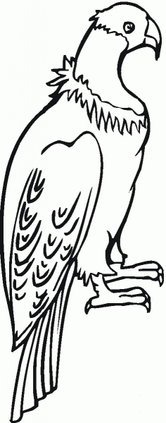 Perched Condor coloring page image