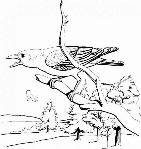 Perched Crow coloring page image