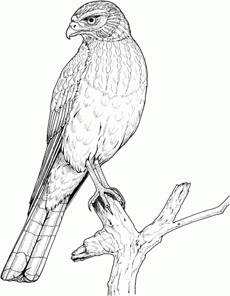 Perched Eagle coloring page image