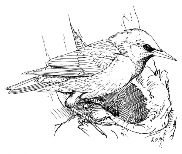 Perched European Starling coloring page image