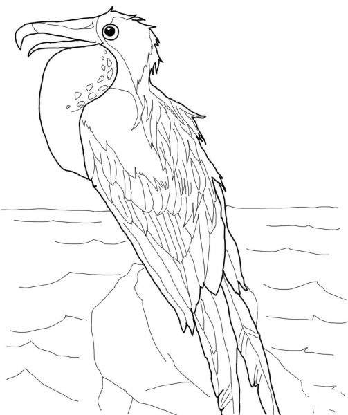 Perched Frigatebird coloring page image