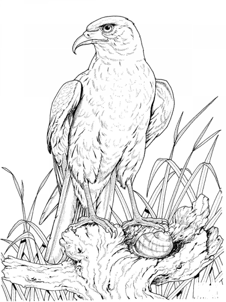 Perched Golden Eagle coloring page image