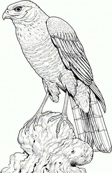 Perched Hawk coloring page image