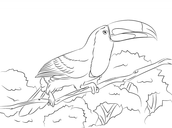 Perched Keel Billed Toucan coloring page image