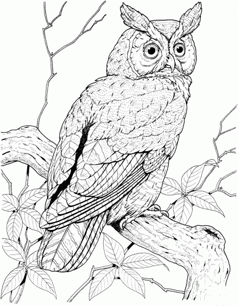 Perched Long Eared Owl coloring page image
