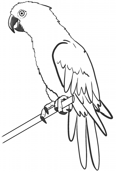 Perched Macaw coloring page image