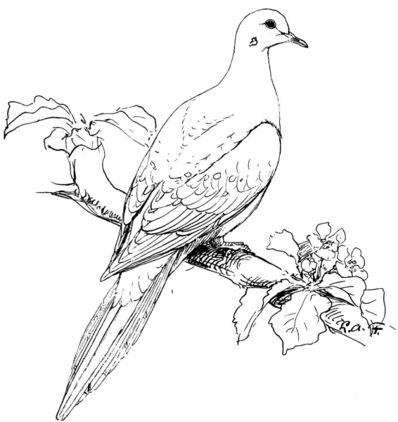 Perched Mourning Dove coloring page image