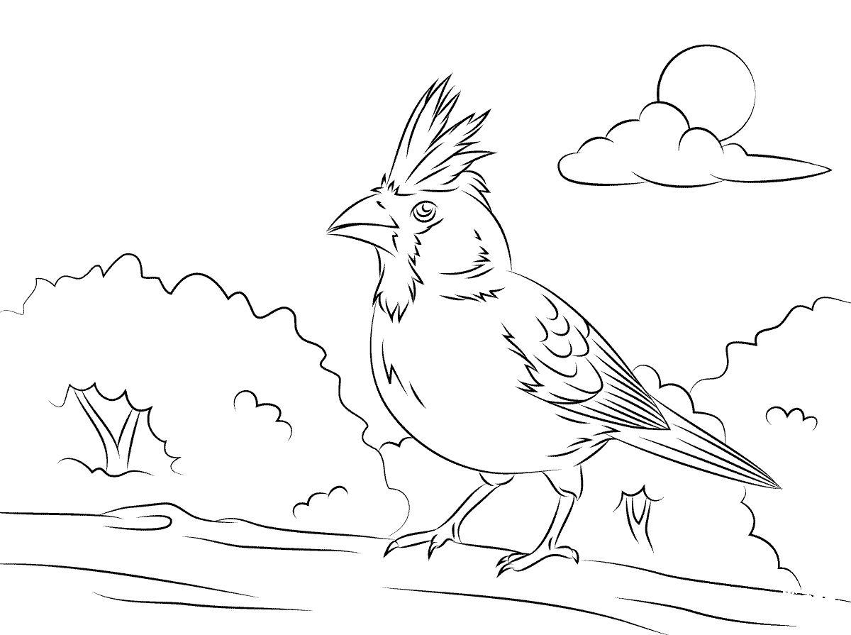 Perched Northern Cardinal coloring page ColouringPages