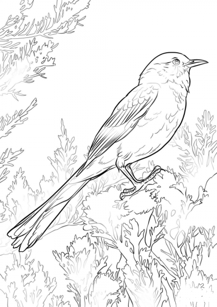 Perched Northern Mockingbird coloring page image