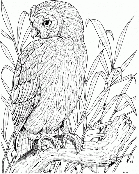 Perched Owl coloring page image