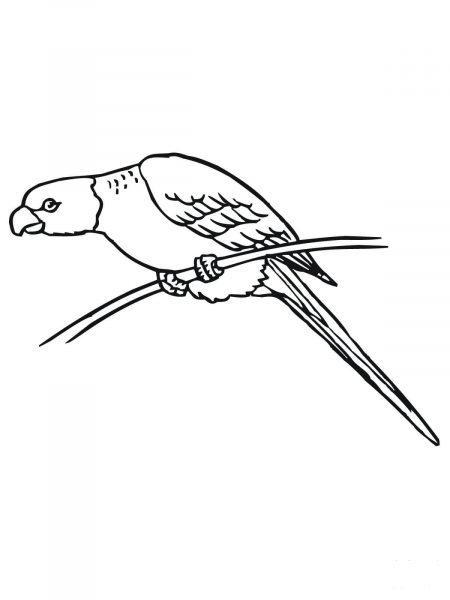 Perched Parakeet coloring page image
