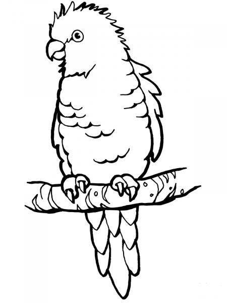 Perched Parrot coloring page image