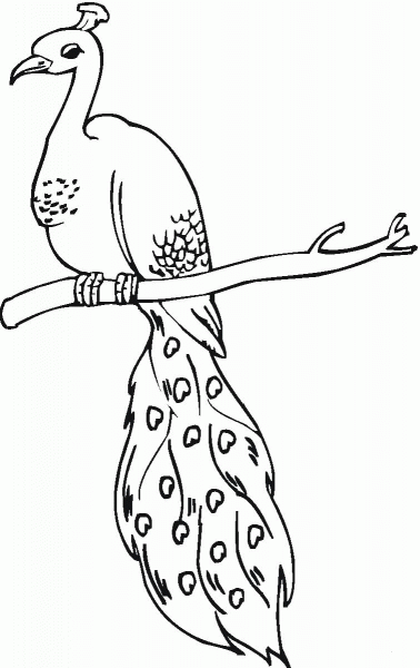 Perched Peacock coloring page image