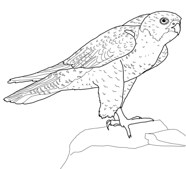 Perched Peregrine Falcon coloring page image