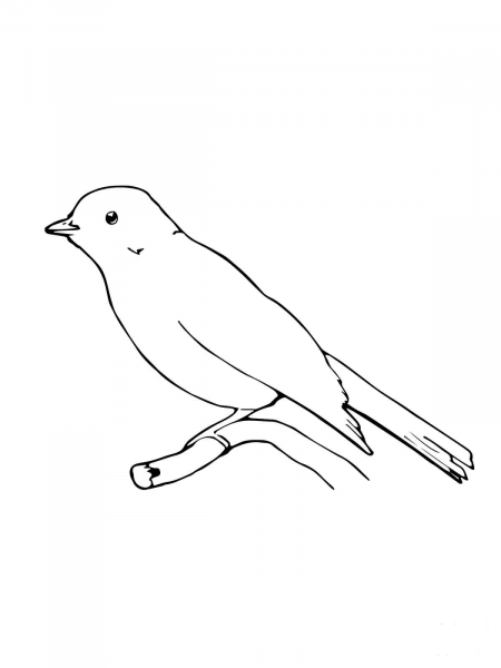 Perched Phoebe bird coloring page image
