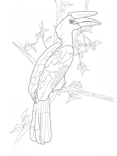 Perched Rhinoceros Hornbill coloring page image