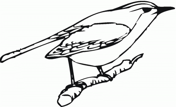 Perched Robin coloring page image