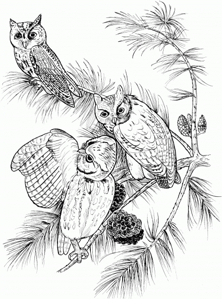 Perched Screech Owls coloring page image