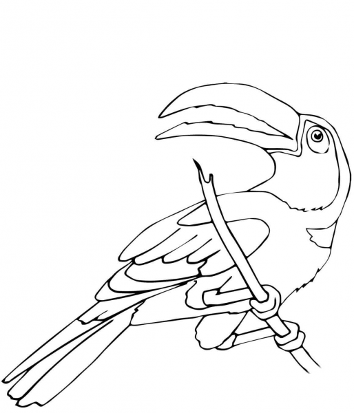 Perched Toucan coloring page image