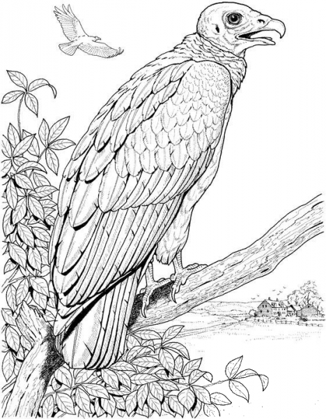 Perched Turkey Vulture coloring page image