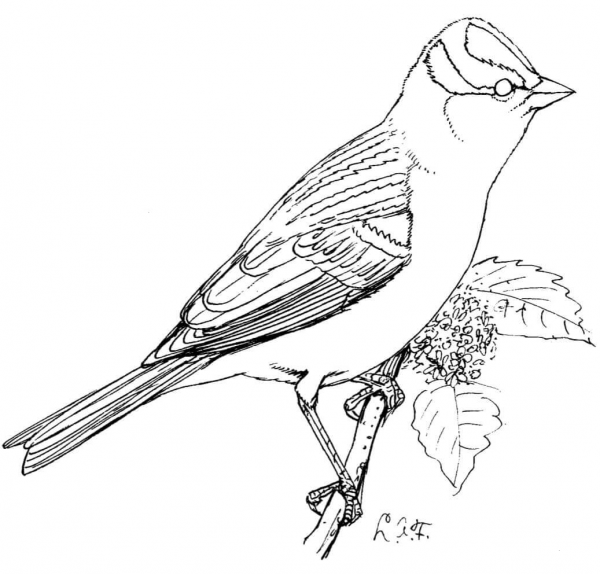 Perched White Crowned Sparrow coloring page image