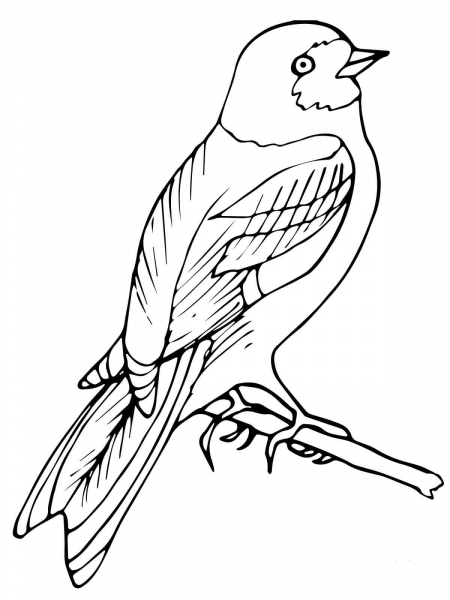 Perched Wren Bird coloring page image