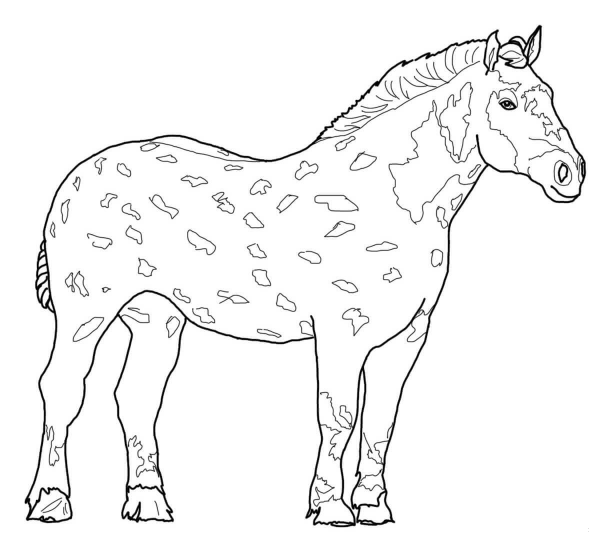Percheron Horse coloring page image