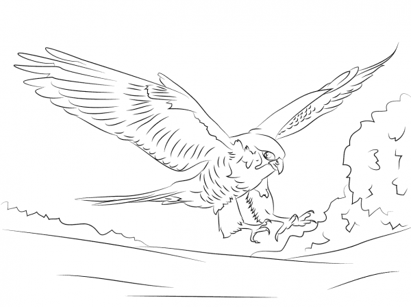 Peregrine Falcon  coloring page image