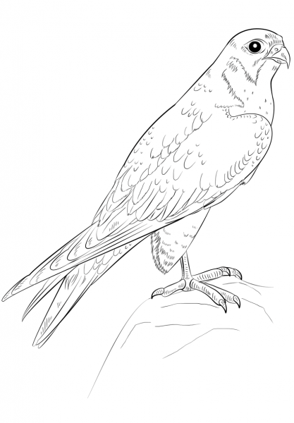 Peregrine Falcon coloring page image