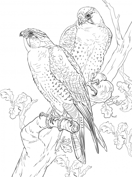 Peregrine Falcons coloring page image