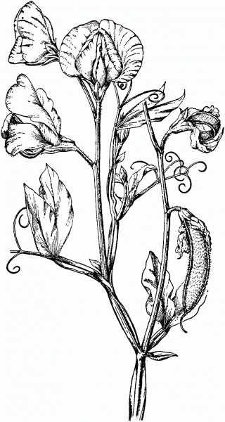 Perennial Pea or Everlasting Pea coloring page image