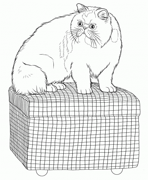Persian Cat  coloring page image