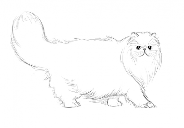 Persian Cat coloring page image
