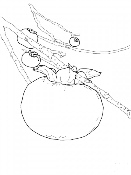 Persimmon on a Tree coloring page image