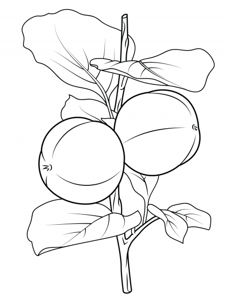 Persimon Branch coloring page image