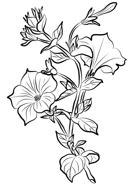 Petunia coloring page image