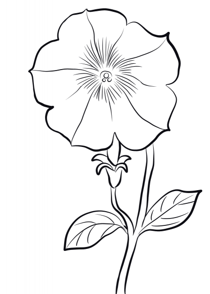 Petunia coloring page image