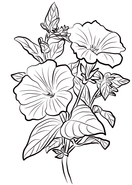 Petunia coloring page image